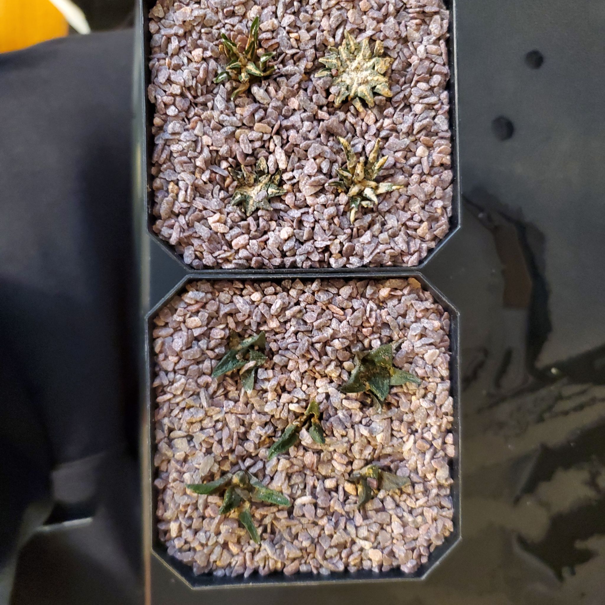 Photo of the plant species Living Rock Cactus by @plantdaddychi named LiloStitch on Greg, the plant care app