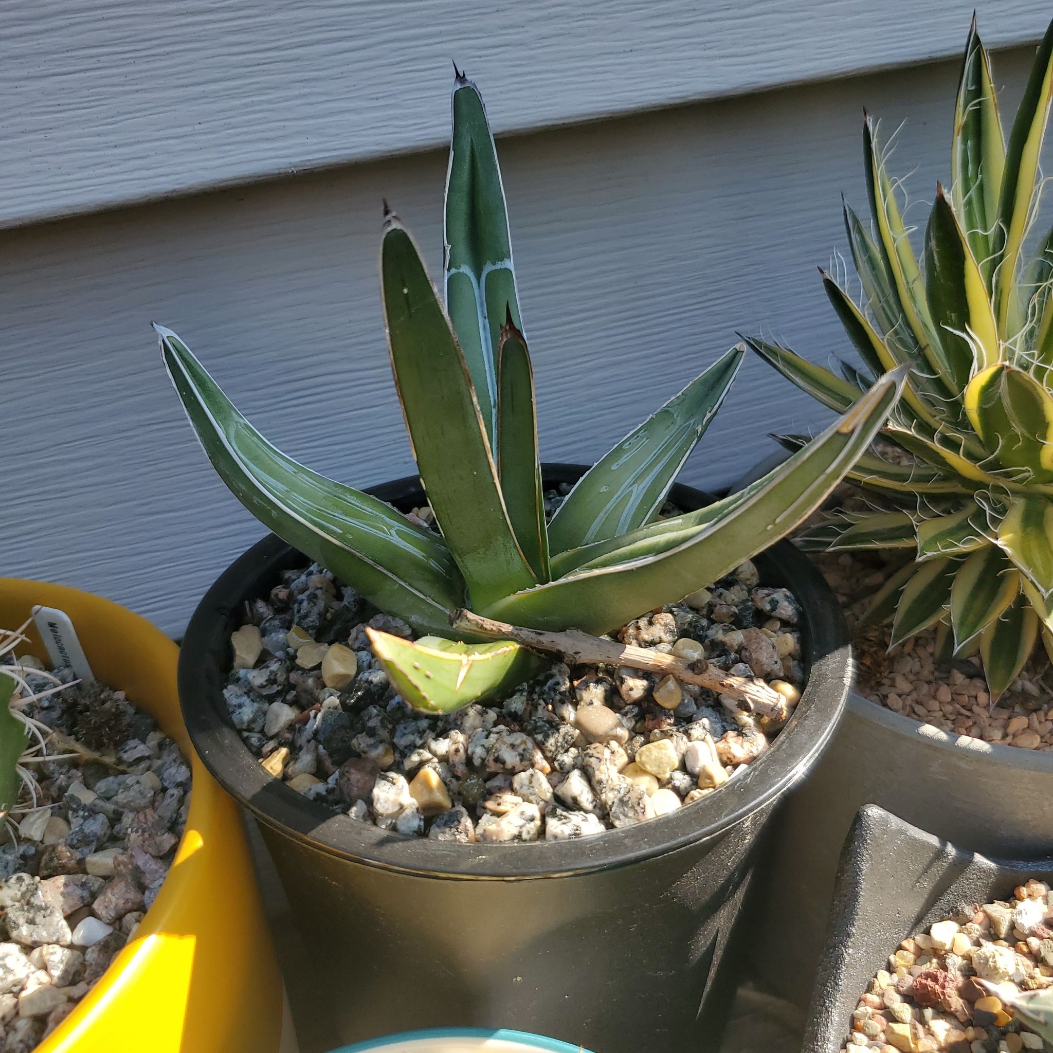 Photo of the plant species Agave victoria-reginae by @plantdaddychi named Marilyn on Greg, the plant care app