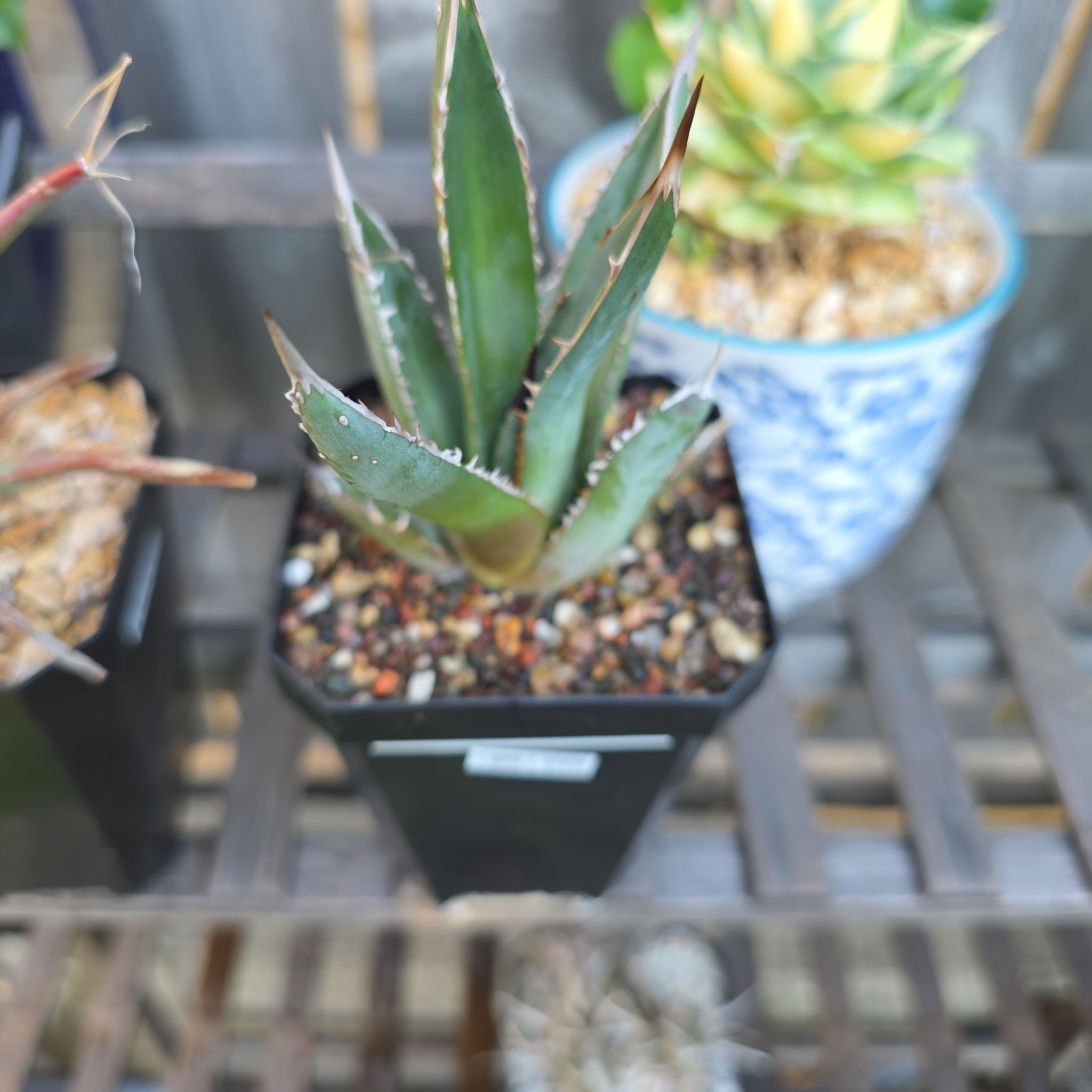 Photo of the plant species Agave Titanota by @plantdaddychi named Orlando Bloom on Greg, the plant care app