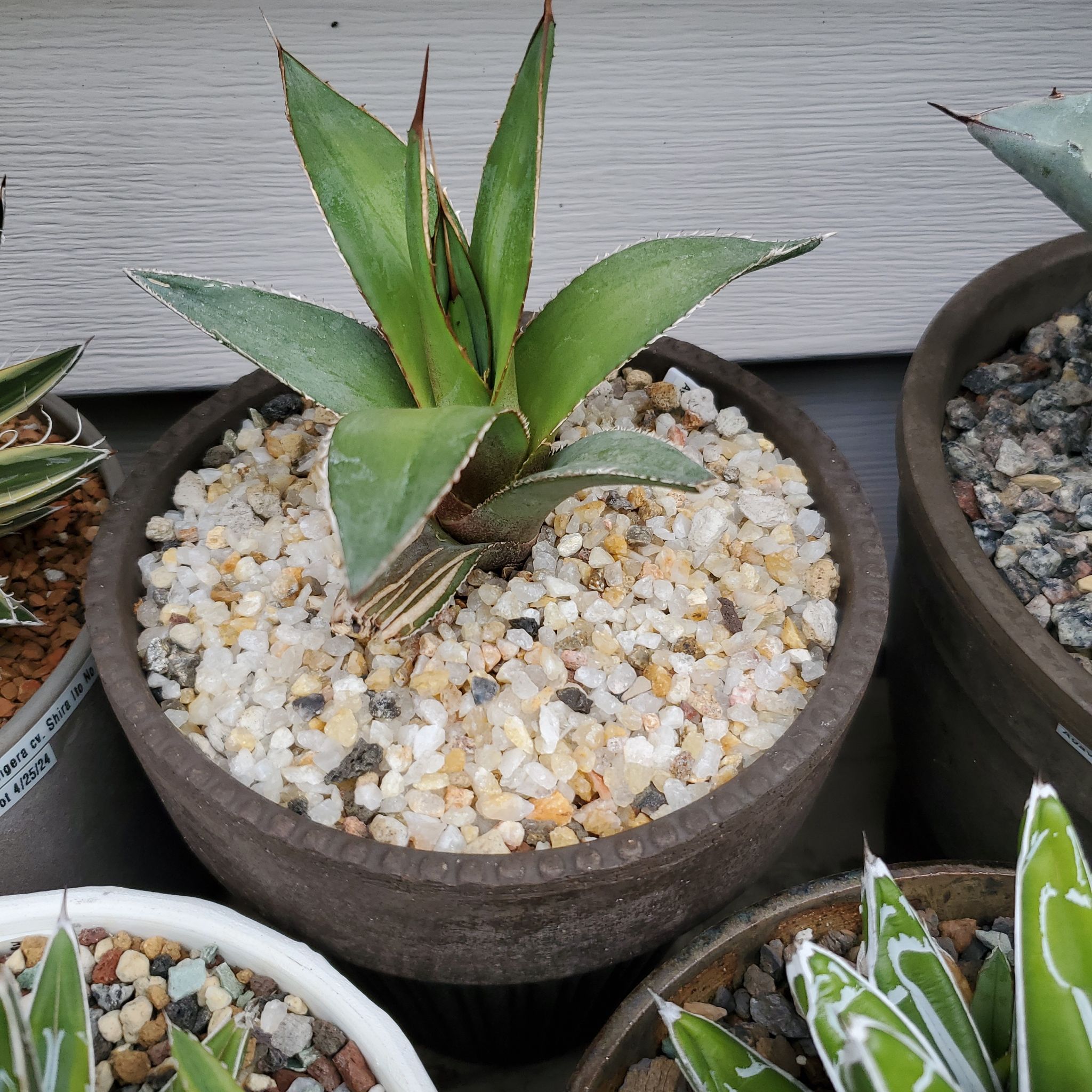 Photo of the plant species Agave Titanota by @plantdaddychi named Mochi on Greg, the plant care app