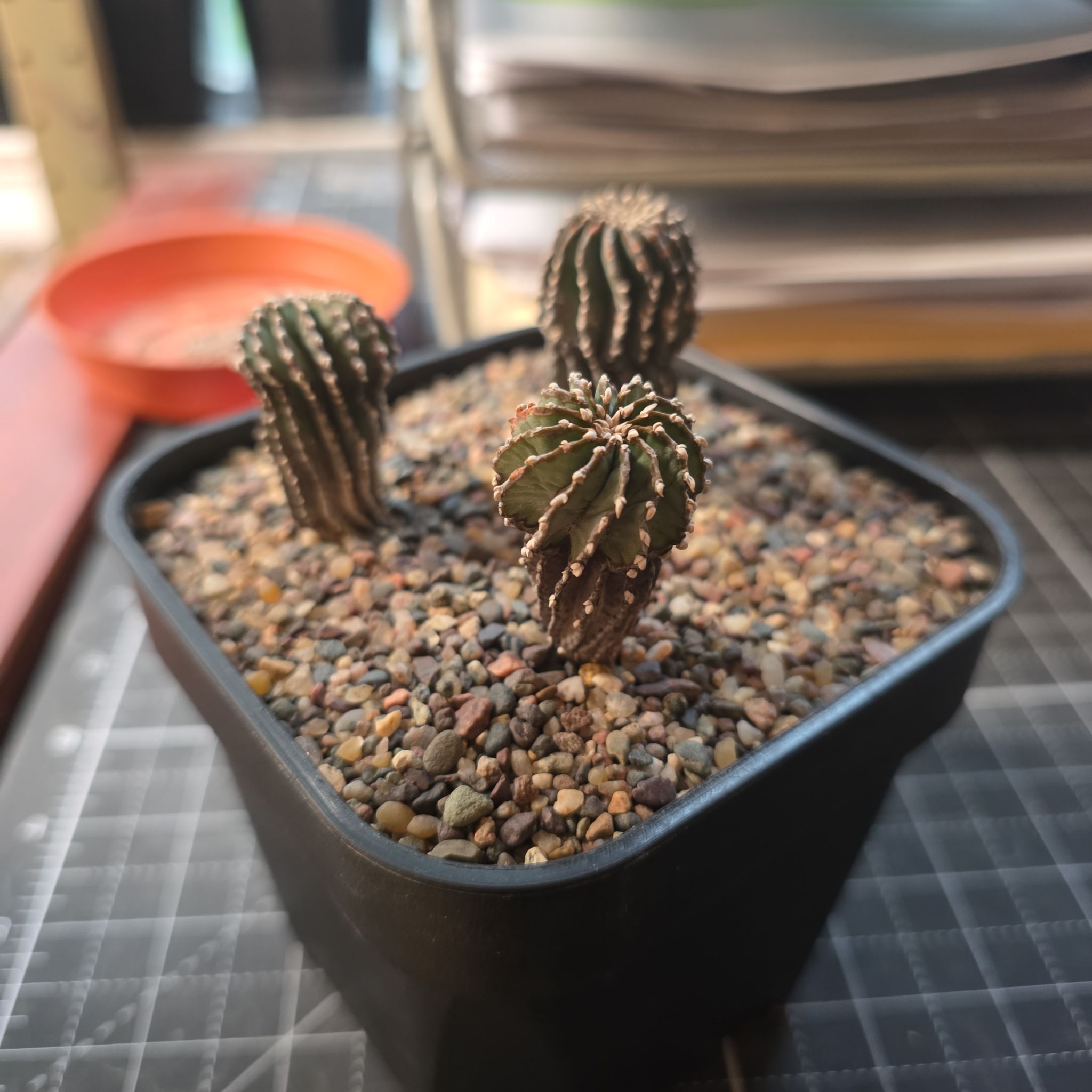 Photo of the plant species Geohintonia mexicana by @plantdaddychi named Rihanna on Greg, the plant care app