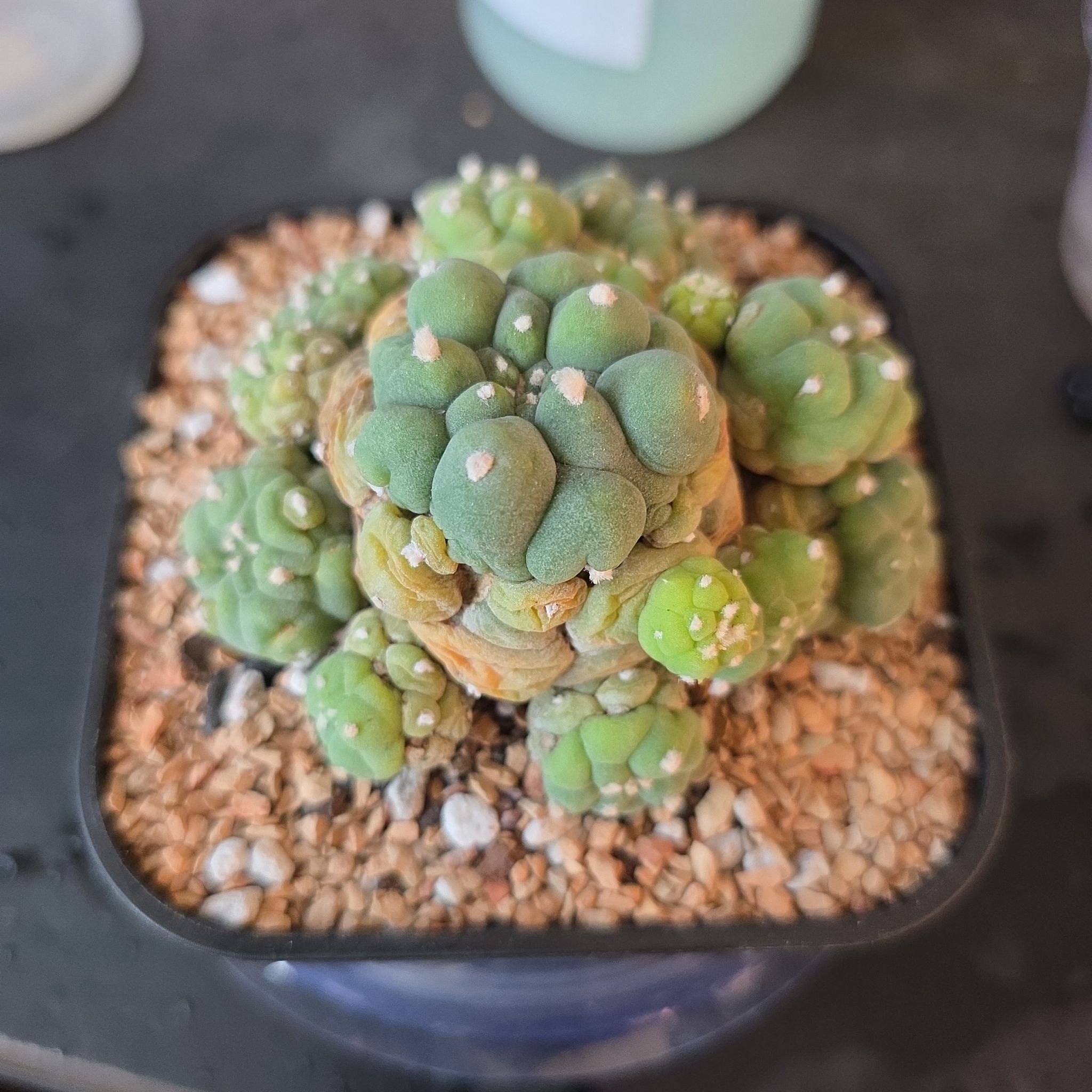 Photo of the plant species False Peyote by @plantdaddychi named Dolores on Greg, the plant care app