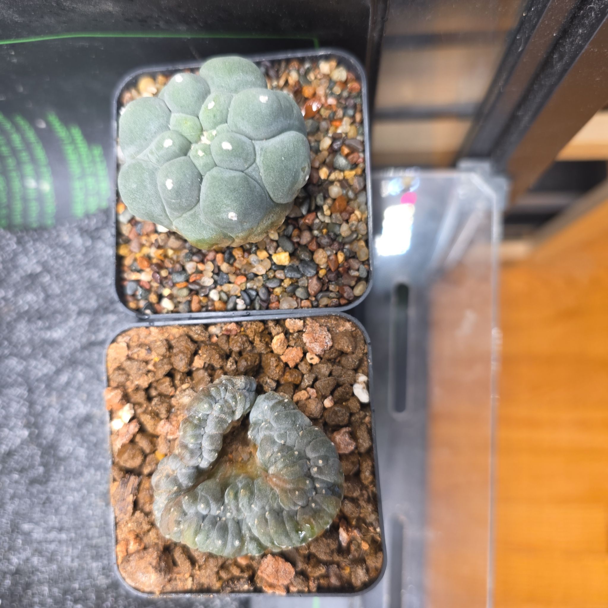 Photo of the plant species False Peyote by @plantdaddychi named Anne on Greg, the plant care app