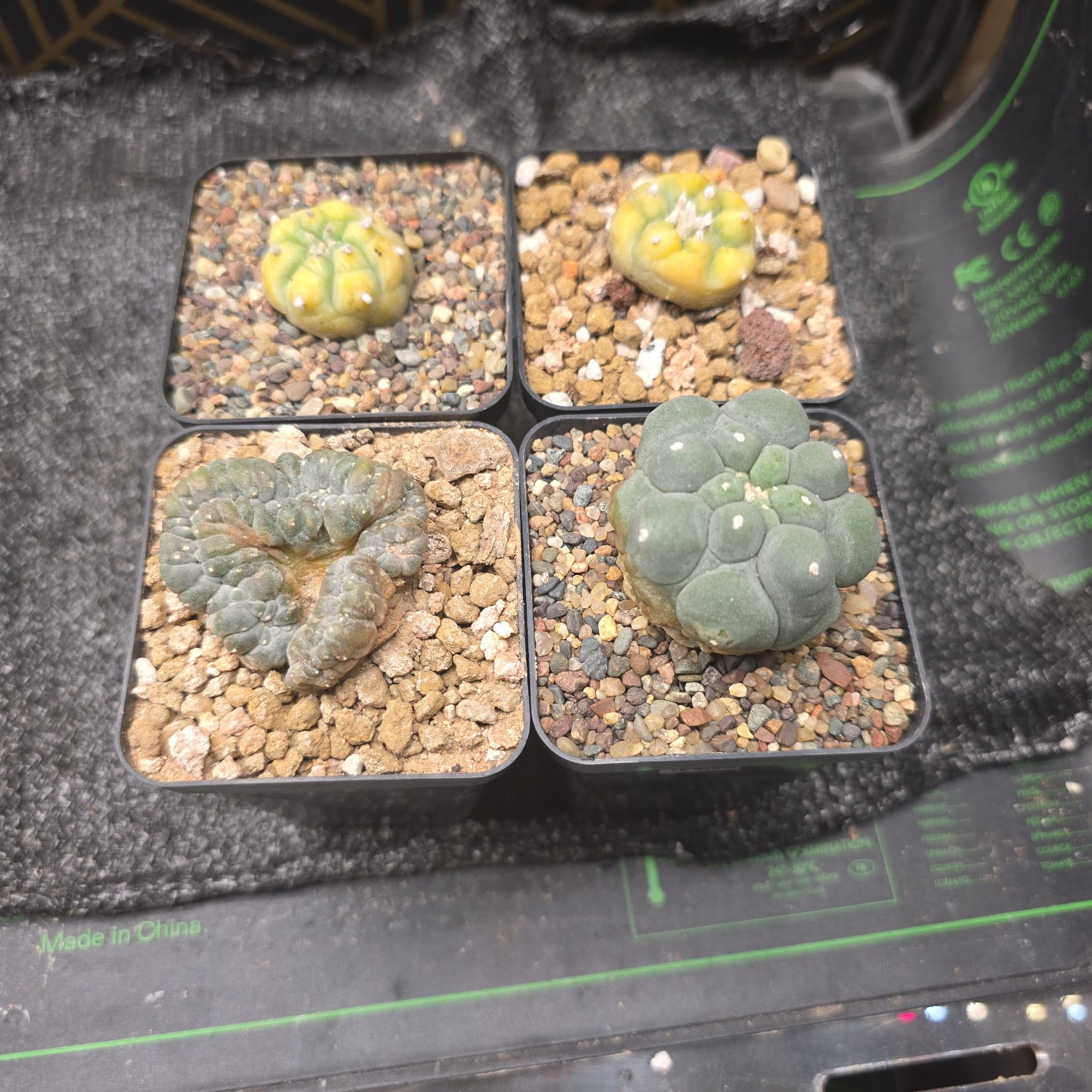 Photo of the plant species False Peyote by @plantdaddychi named Anne on Greg, the plant care app