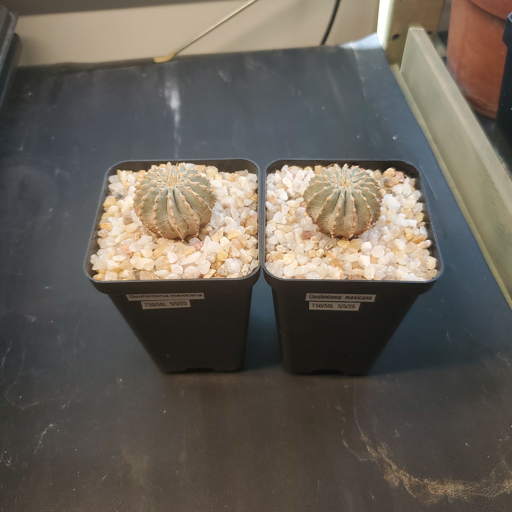 Photo of the plant species Geohintonia mexicana by @plantdaddychi named Drake on Greg, the plant care app
