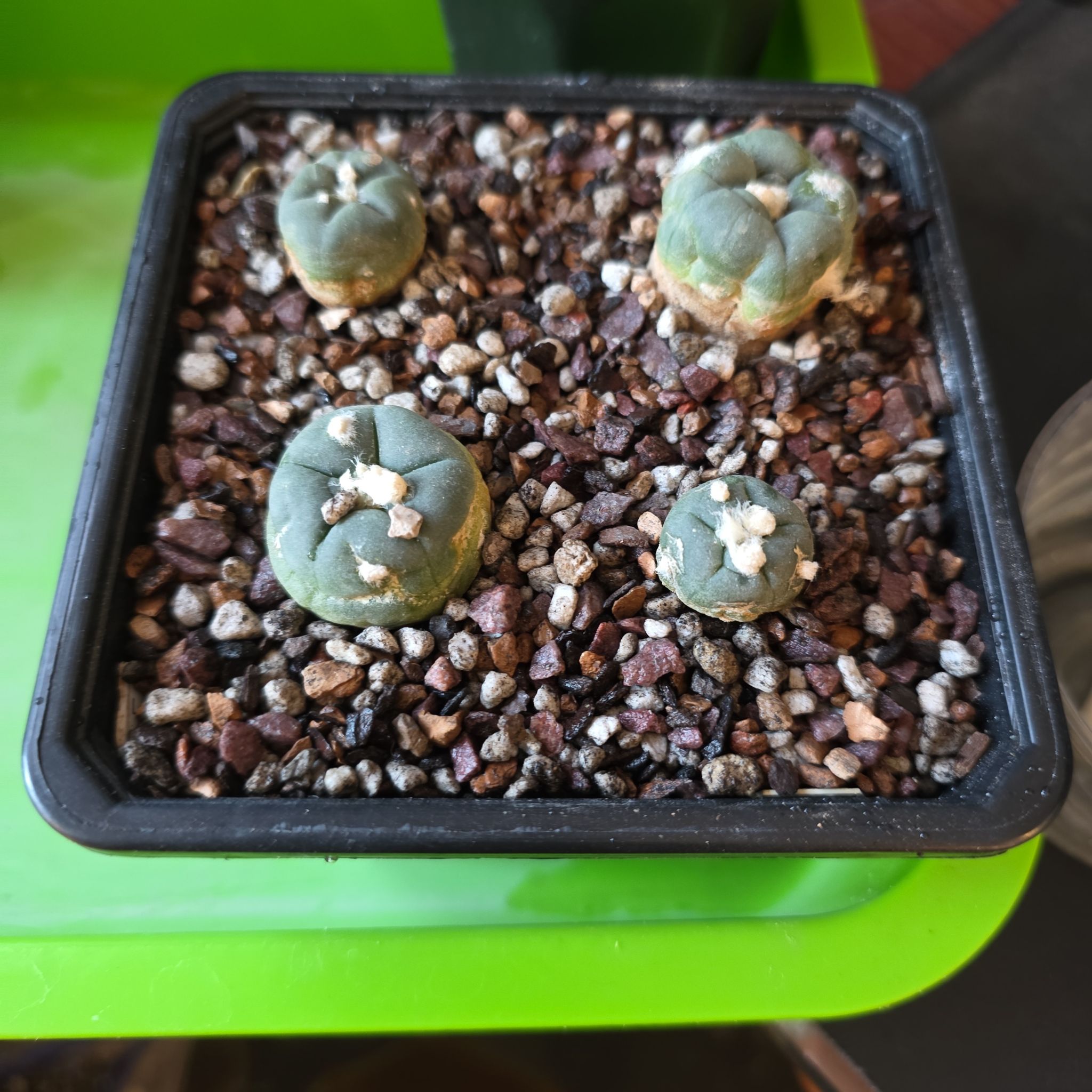 Photo of the plant species Koehresii Cactus by @plantdaddychi named Doja Cat on Greg, the plant care app