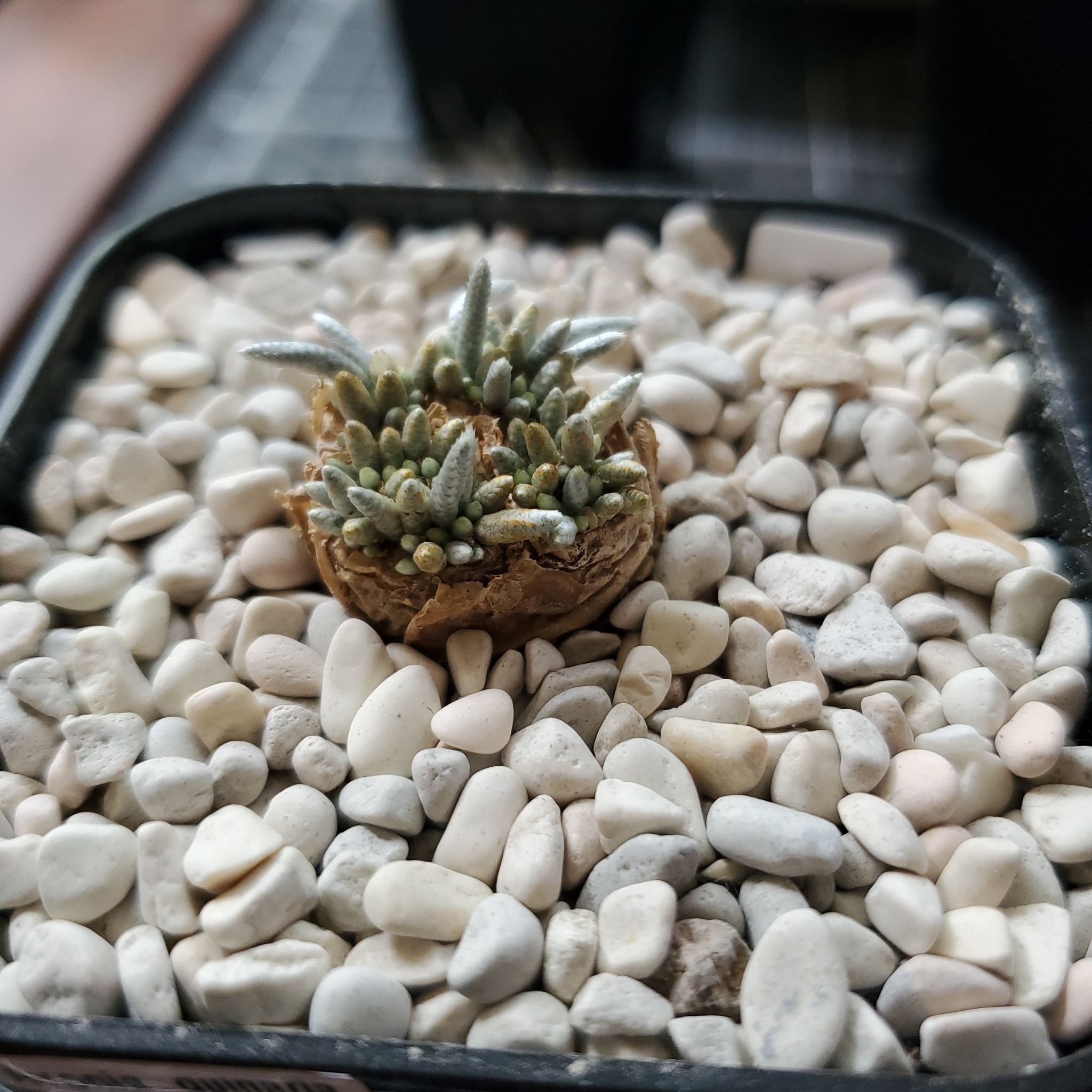 Photo of the plant species Avonia by @plantdaddychi named Sahara on Greg, the plant care app