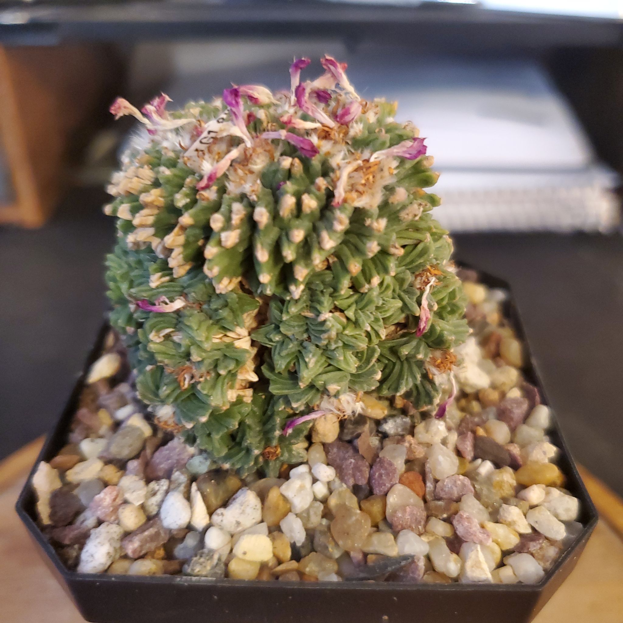 Photo of the plant species Aztec Cactus by @plantdaddychi named Bieber on Greg, the plant care app