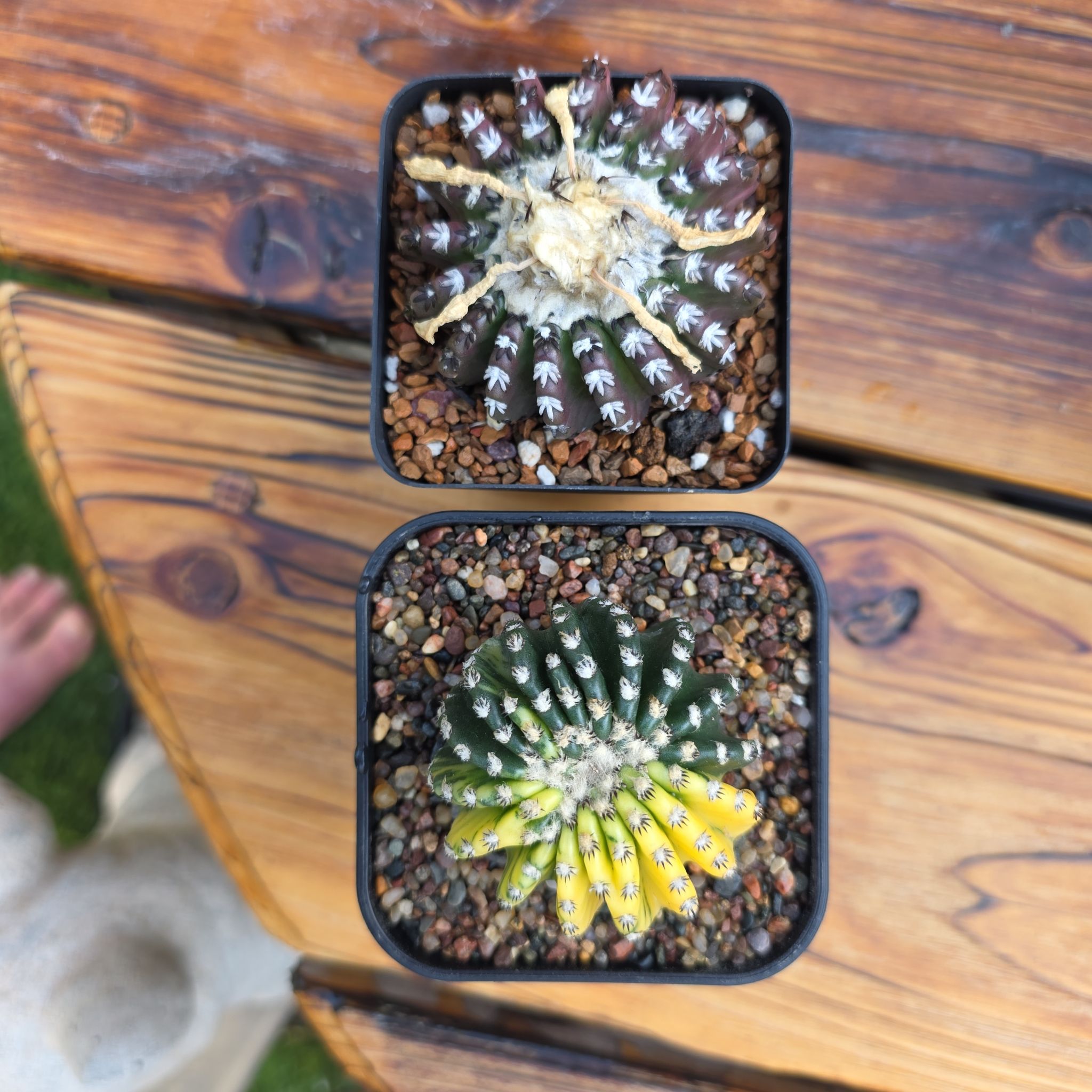 Photo of the plant species Horst's Discocactus by @plantdaddychi named Emerson on Greg, the plant care app
