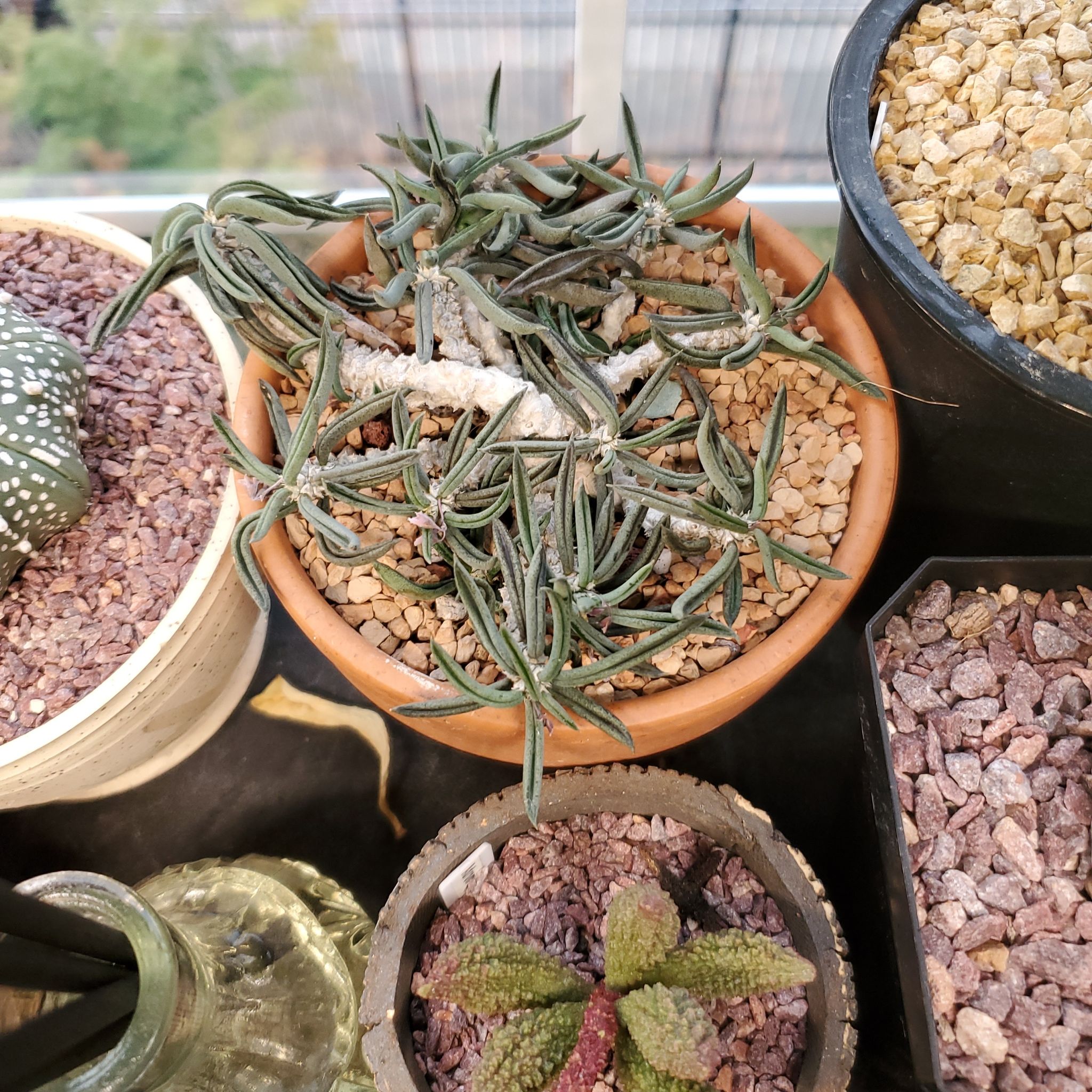 Photo of the plant species Euphorbia cylindrifolia var. tuberifera by @plantdaddychi named Diana on Greg, the plant care app