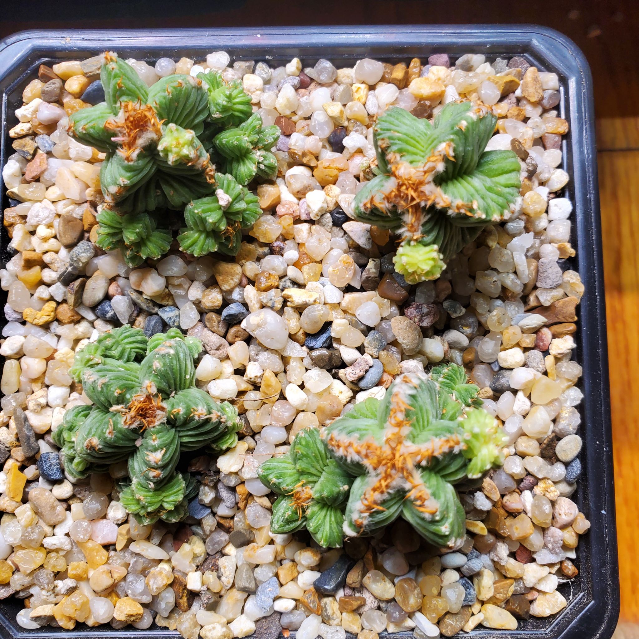 Photo of the plant species Aztec Cactus by @plantdaddychi named LiloStitch on Greg, the plant care app