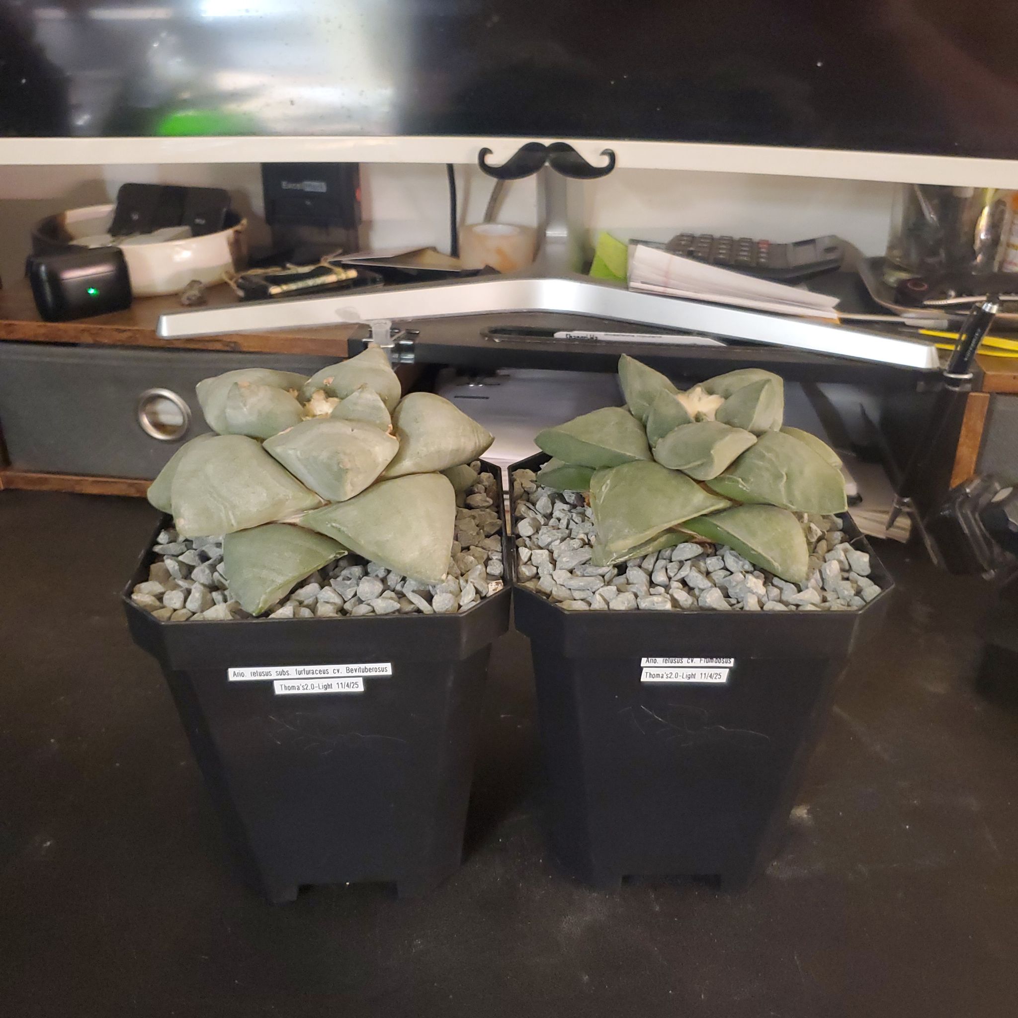 Photo of the plant species Fossil Cactus by @plantdaddychi named Luna on Greg, the plant care app