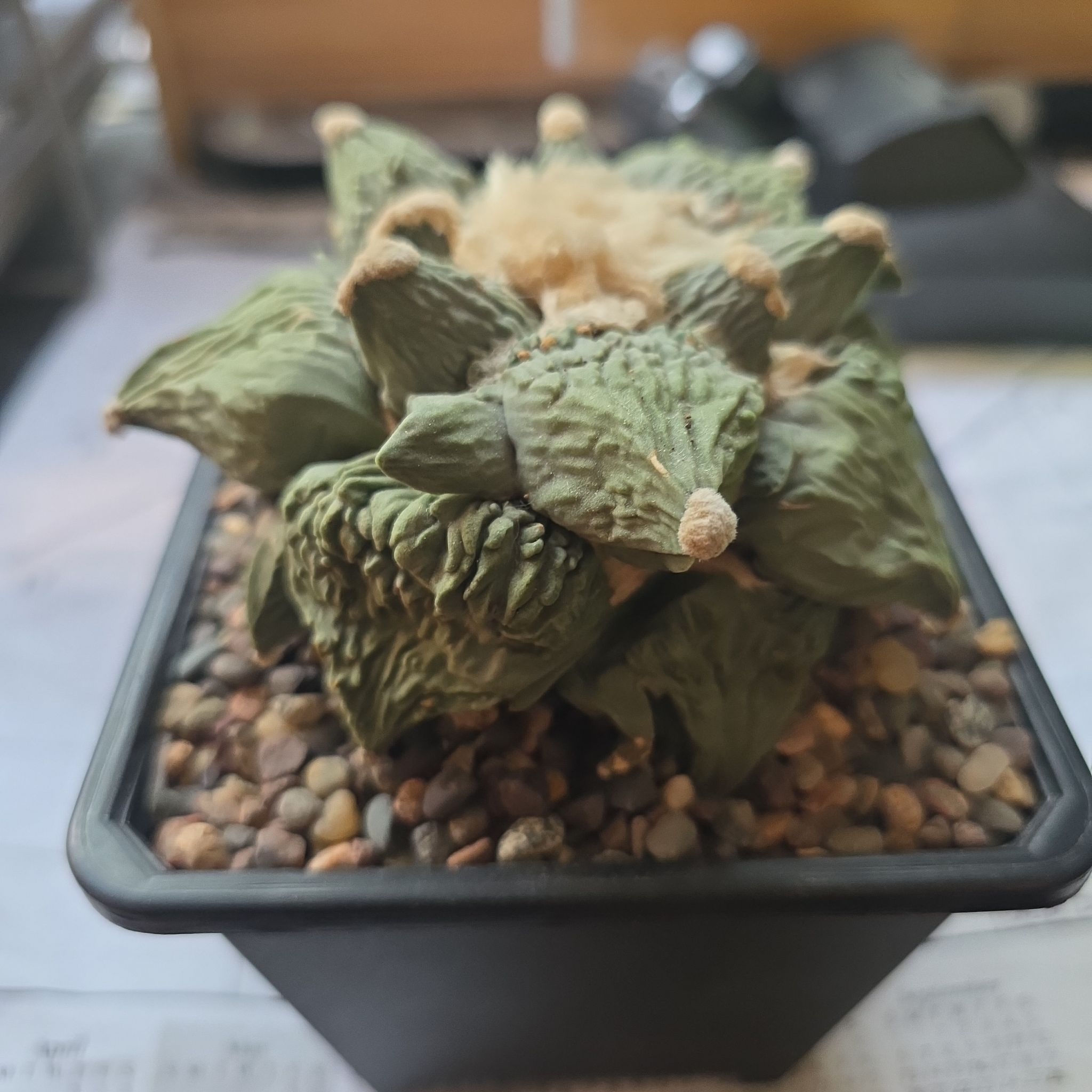 Photo of the plant species Ariocarpus 'Cauliflower' by @plantdaddychi named Ronaldo on Greg, the plant care app