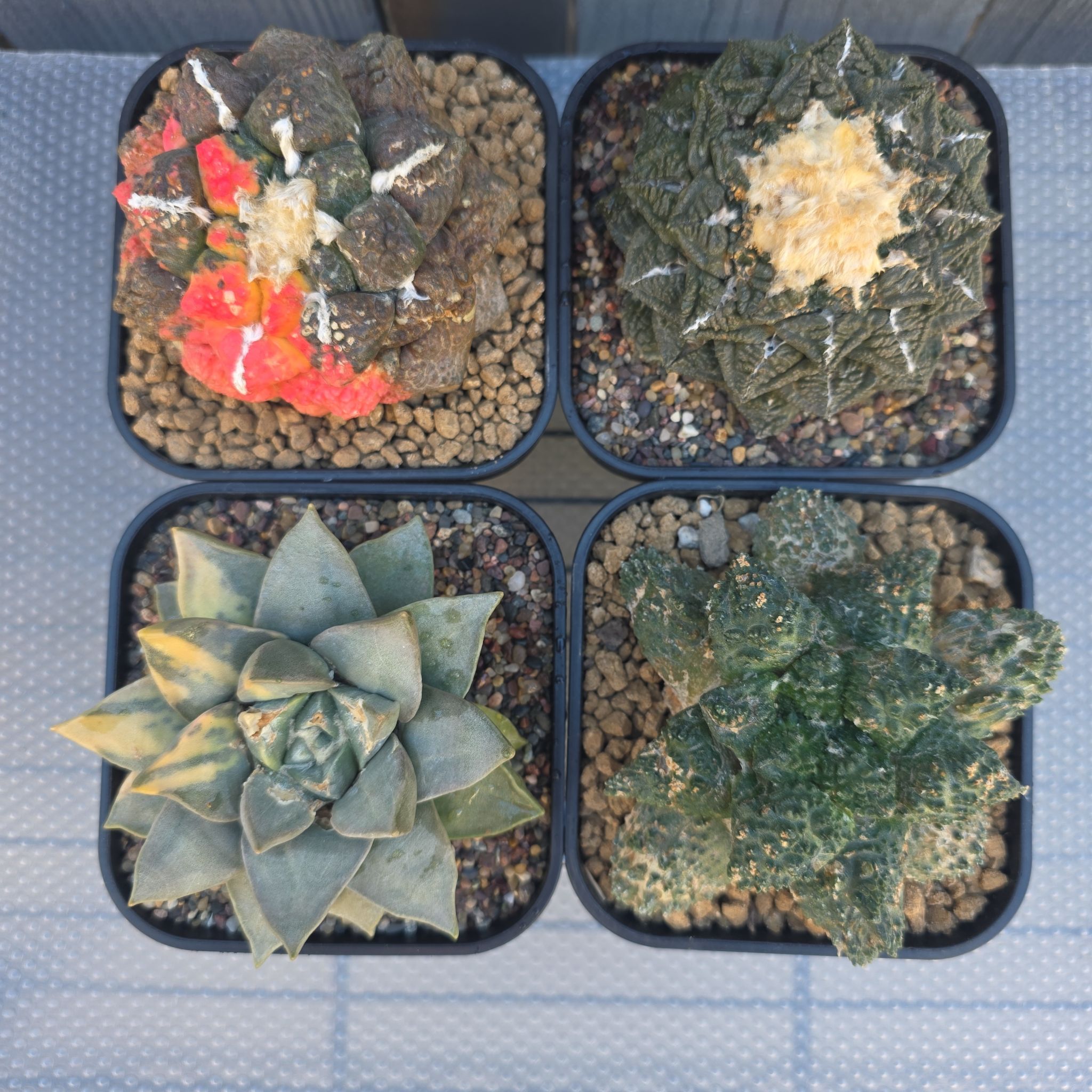 Photo of the plant species Ariocarpus 'Supergodzilla' by @plantdaddychi named Aria on Greg, the plant care app