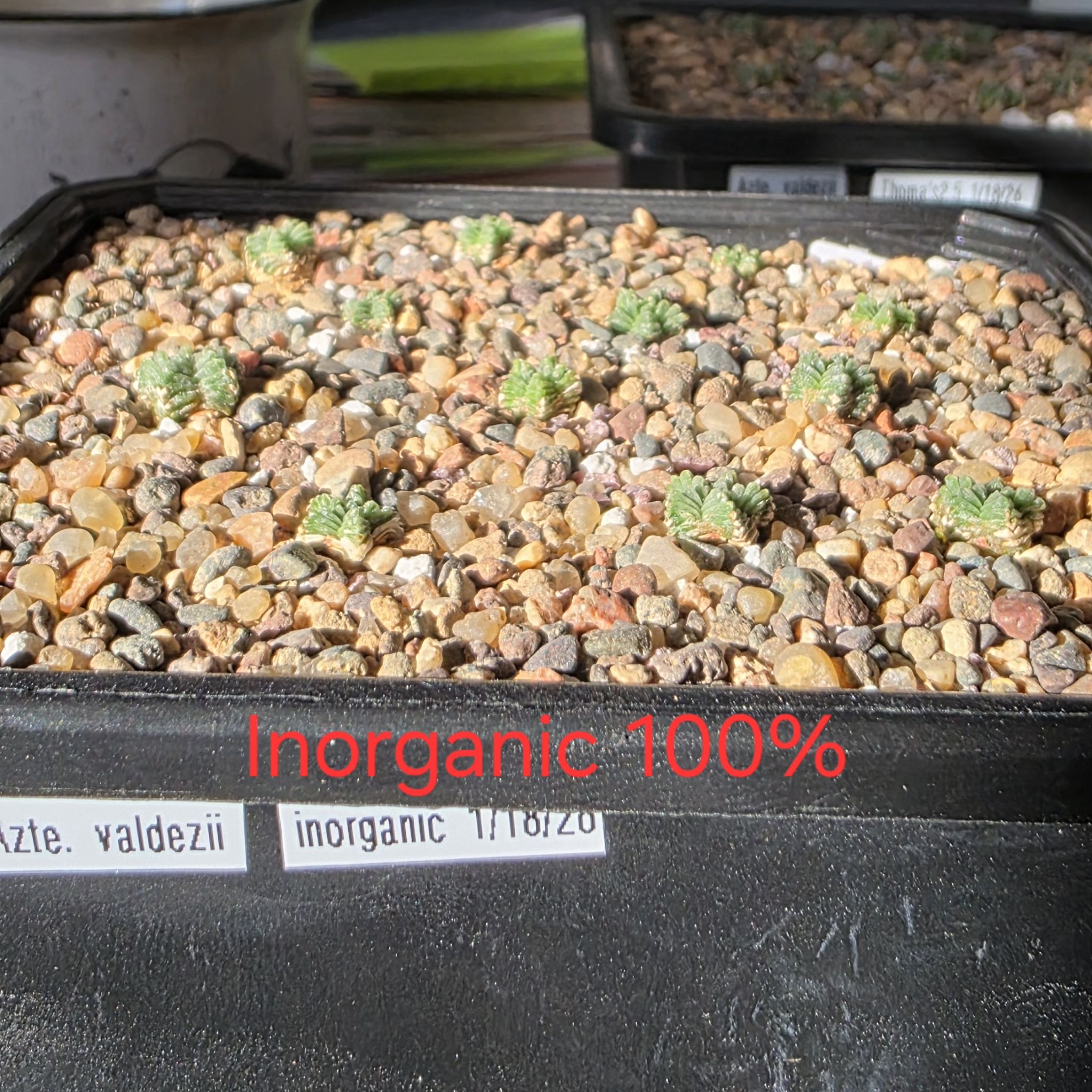 Photo of the plant species Aztec Cactus by @plantdaddychi named Naomi on Greg, the plant care app