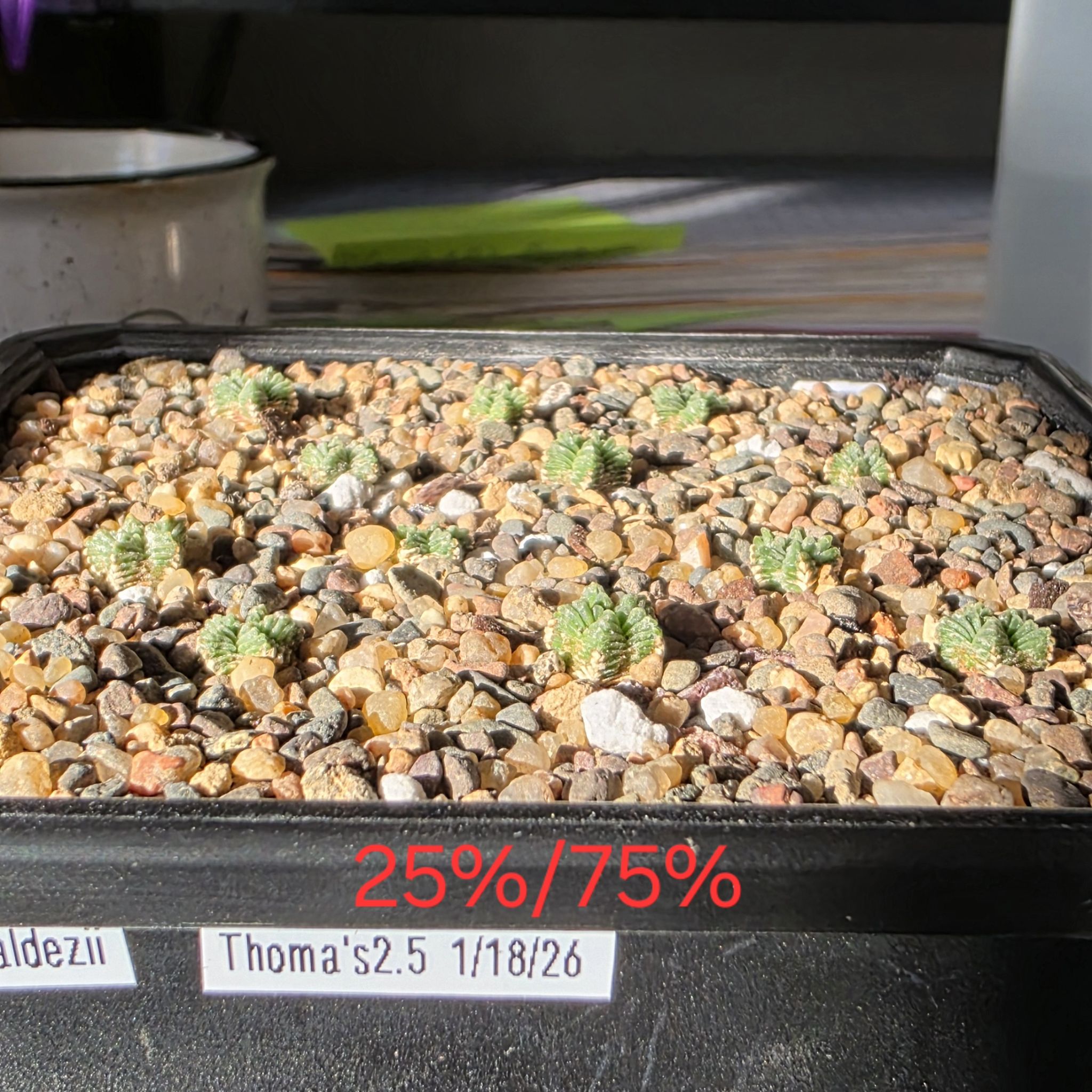 Photo of the plant species Aztec Cactus by @plantdaddychi named Stella on Greg, the plant care app