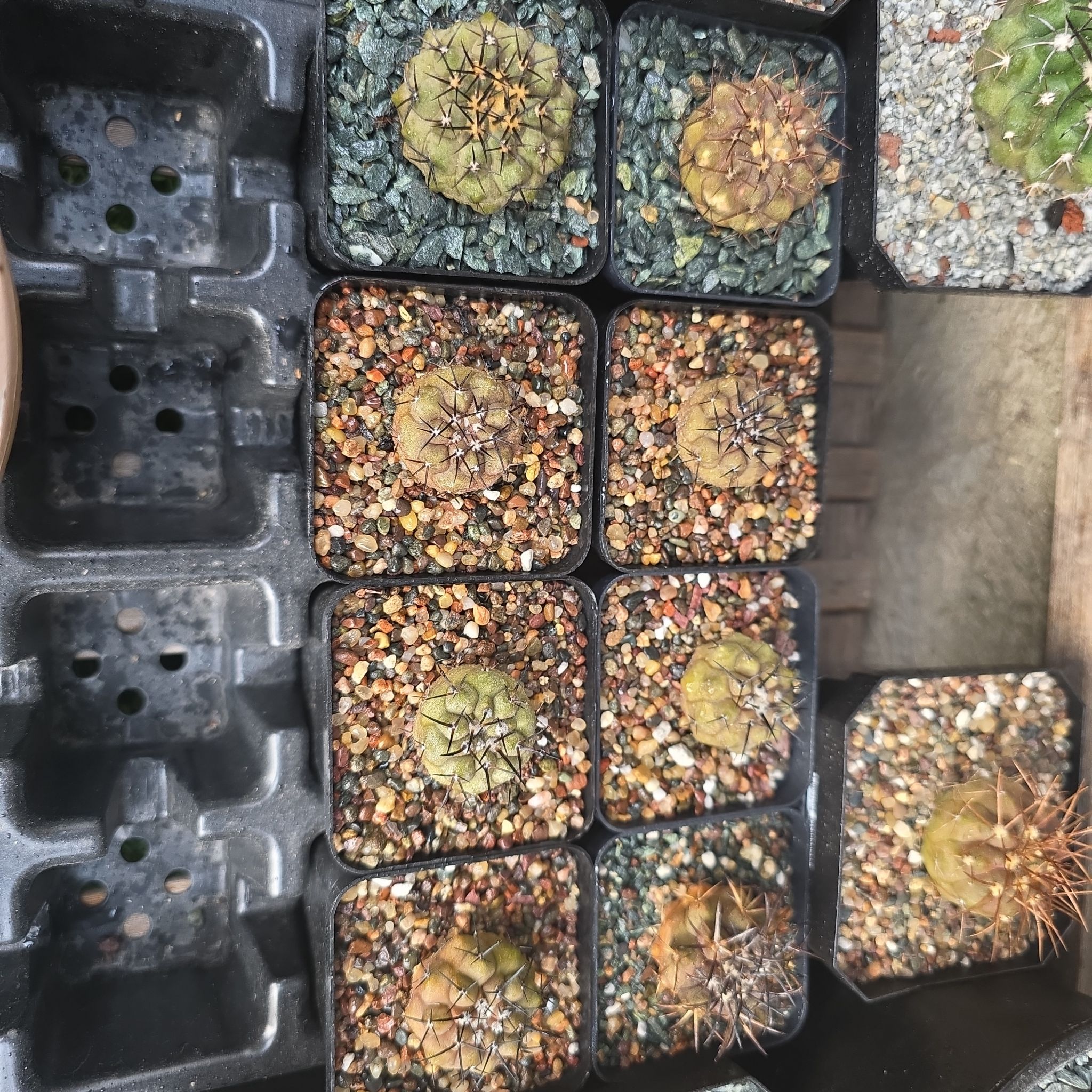 Photo of the plant species Copiapoa cinerea by @plantdaddychi named Girlfrond on Greg, the plant care app