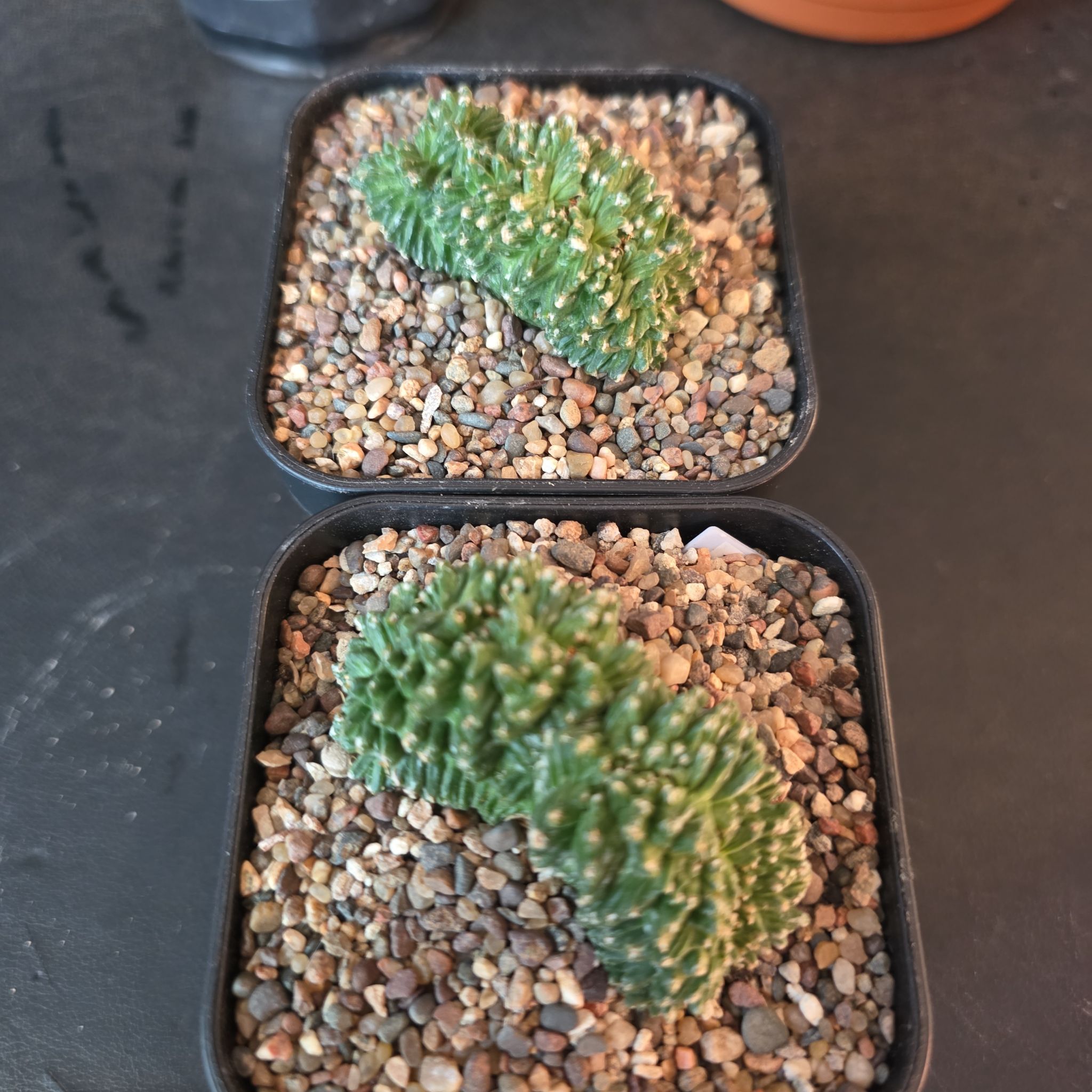 Photo of the plant species Aztec Cactus by @plantdaddychi named Captain Plant-it on Greg, the plant care app