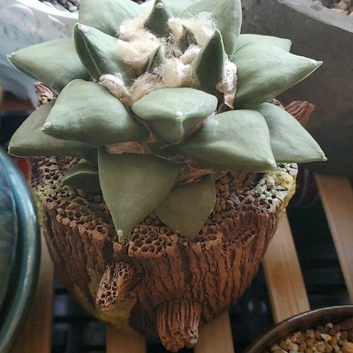 Fossil Cactus uploaded to the Greg plant app by @plantdaddychi