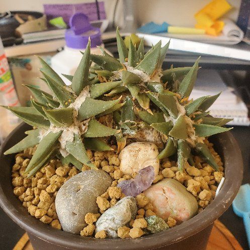 Photo of the plant species Star Rock by @plantdaddychi named Orlando Bloom on Greg, the plant care app