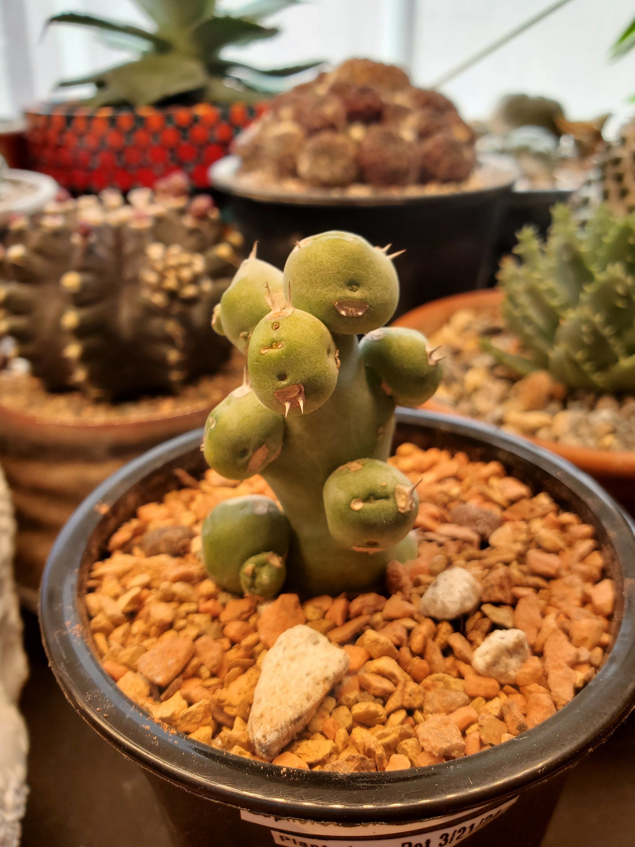 Plant care for Echeveria 'Madiba' on Greg, the plant care app