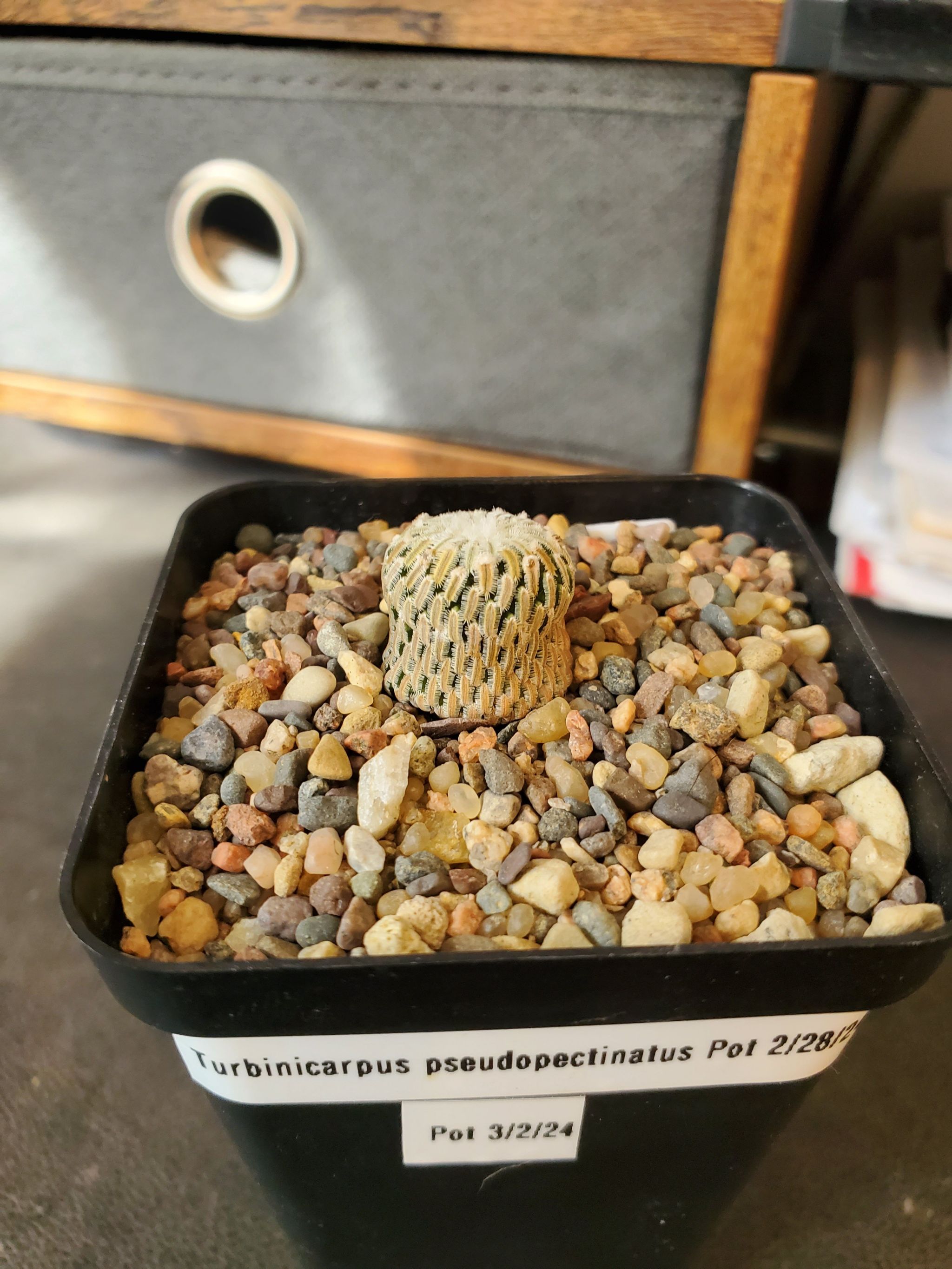 Photo of the plant species Turbinicarpus pseudopectinatus by @plantdaddychi named Taylor Swift on Greg, the plant care app