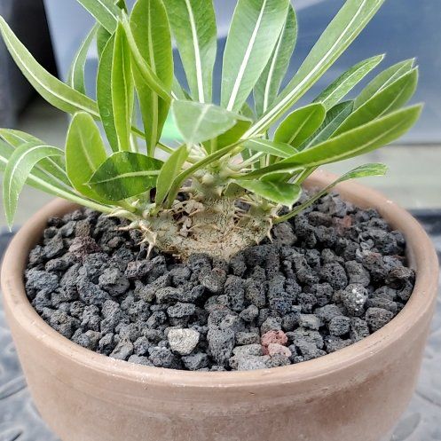 Photo of the plant species Horombe Clubfoot by @plantdaddychi named Wall-E on Greg, the plant care app