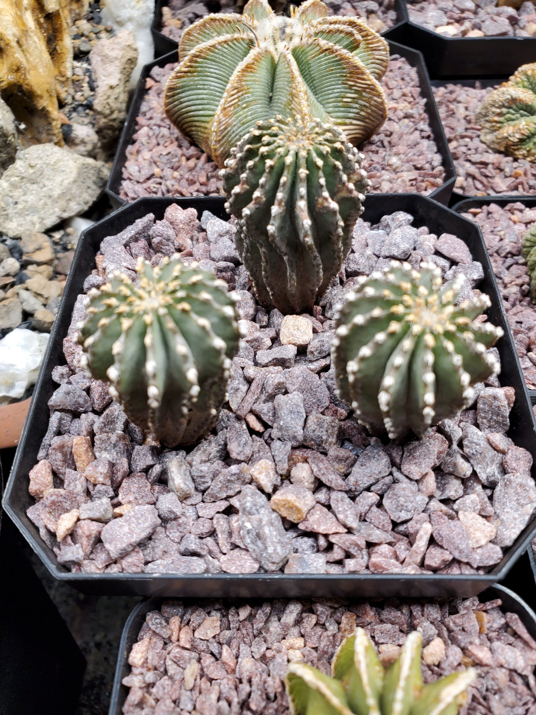 Photo of the plant species Geohintonia mexicana by @plantdaddychi named Rihanna on Greg, the plant care app