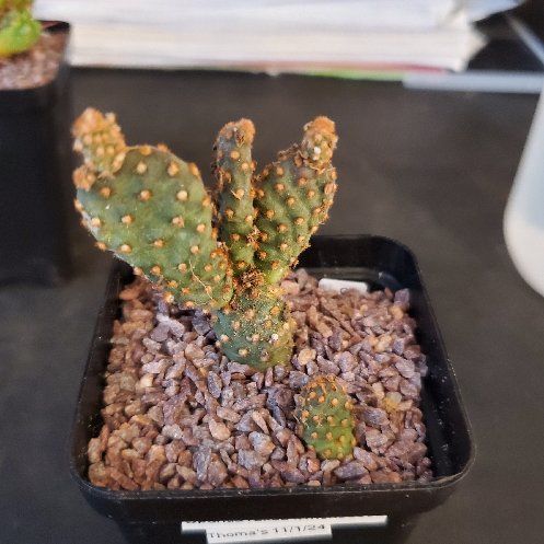 Photo of the plant species Opuntia rufida f. monstrosa by @plantdaddychi named Drake on Greg, the plant care app