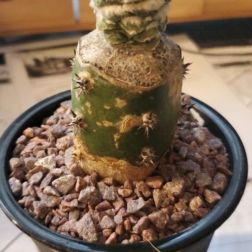 Plant care for Harrisia Cactus on Greg, the plant care app