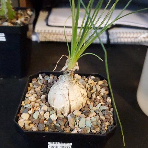 Photo of the plant species Albuca Longipes by @plantdaddychi named Sproutacus on Greg, the plant care app