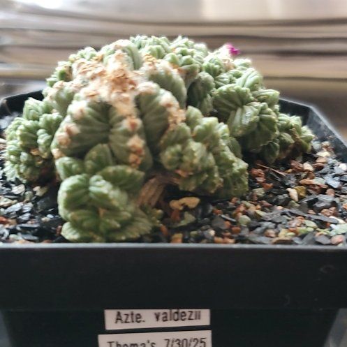 Photo of the plant species Aztec Cactus by @plantdaddychi named Kesha on Greg, the plant care app