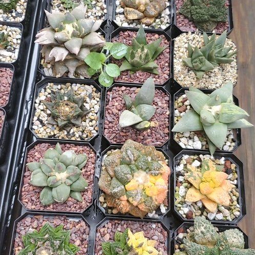 Photo of the plant species Fossil Cactus by @plantdaddychi named Mando on Greg, the plant care app