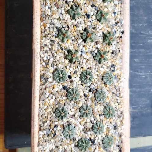 Photo of the plant species Aztec Cactus by @plantdaddychi named Zion on Greg, the plant care app