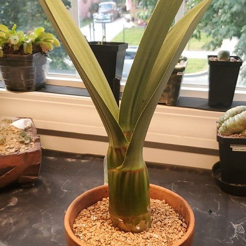 Photo of the plant species Desert Orchid by @plantdaddychi named Leaf Erickson on Greg, the plant care app