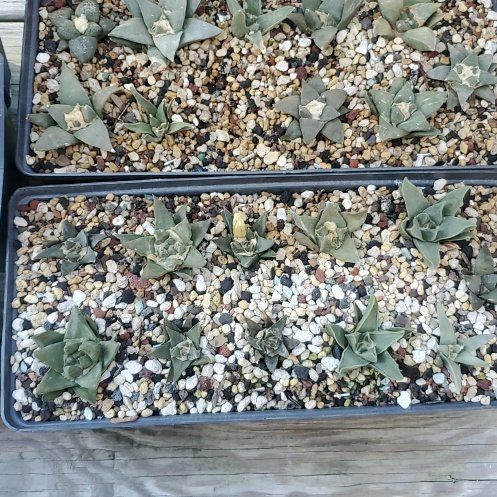 Photo of the plant species Fossil Cactus by @plantdaddychi named Anne on Greg, the plant care app