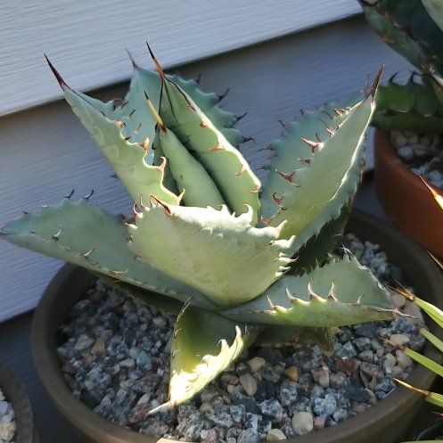 Photo of the plant species Agave titanota 'Black and Blue' by @plantdaddychi named Sonora on Greg, the plant care app