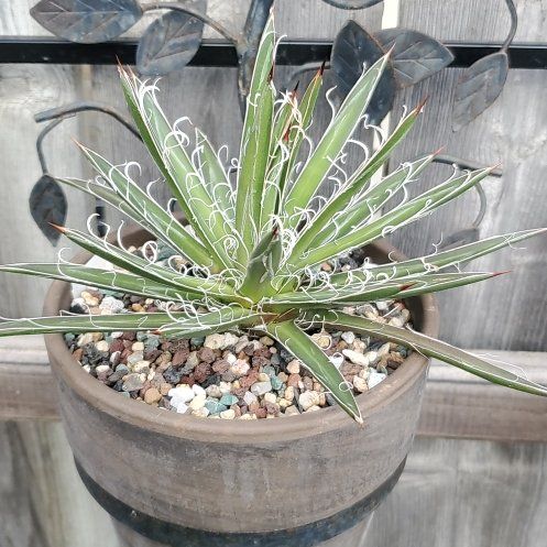 Photo of the plant species Thread Agave by @plantdaddychi named Sir Plancelot on Greg, the plant care app
