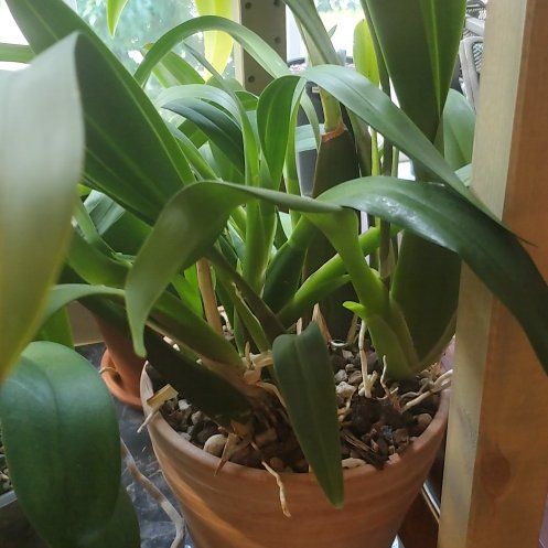 Photo of the plant species Dancing Lady Orchid by @plantdaddychi named Mando on Greg, the plant care app