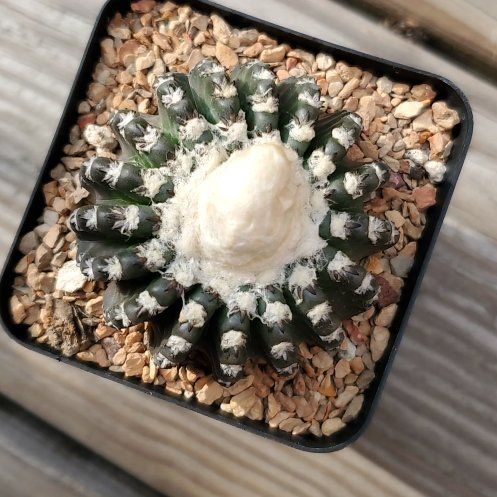Photo of the plant species Horst's Discocactus by @plantdaddychi named Emerson on Greg, the plant care app
