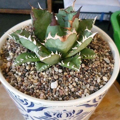 Agave titanota 'Black and Blue' Plant Care: Water, Light