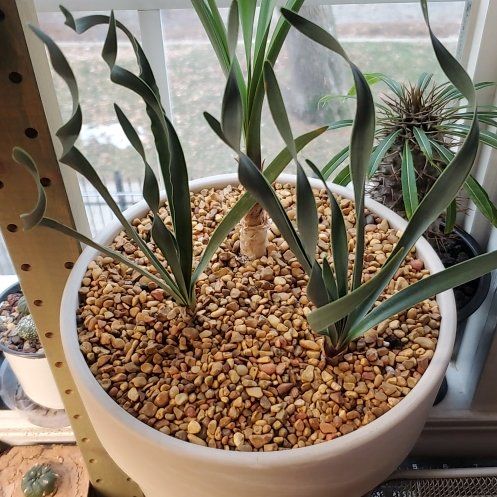 Photo of the plant species Haemanthus-like Boophone by @plantdaddychi named ChloroPhil on Greg, the plant care app