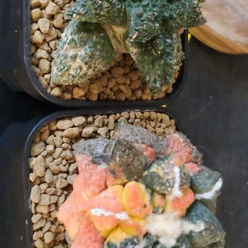Photo of the plant species Ariocarpus 'Supergodzilla' by @plantdaddychi named Aria on Greg, the plant care app