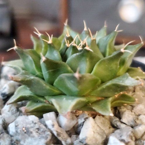Photo of the plant species Obregonia denegrii by @plantdaddychi named Navajo on Greg, the plant care app