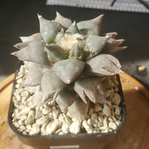 Photo of the plant species Fossil Cactus by @plantdaddychi named Figyonce on Greg, the plant care app