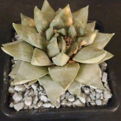 Photo of the plant species Fossil Cactus by @plantdaddychi named Demi on Greg, the plant care app