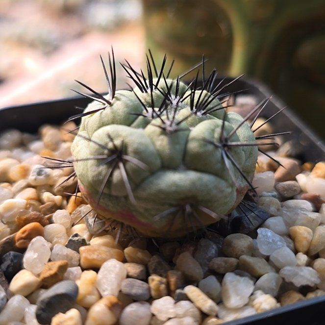 Photo of the plant species Fossil Cactus by @plantdaddychi named Zeus on Greg, the plant care app