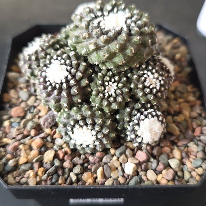 Photo of the plant species Copiapoa humilis 'Tenuissima' by @plantdaddychi named Khaleesi on Greg, the plant care app