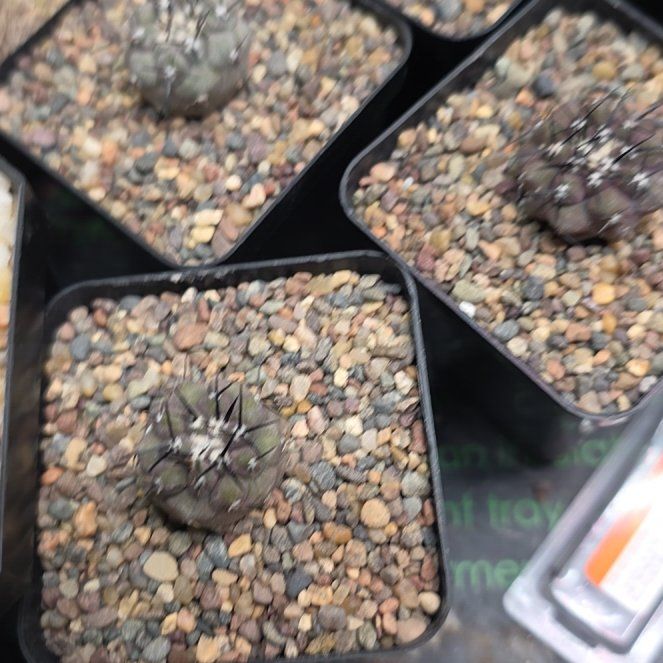 Photo of the plant species Copiapoa cinerea by @plantdaddychi named Girlfrond on Greg, the plant care app