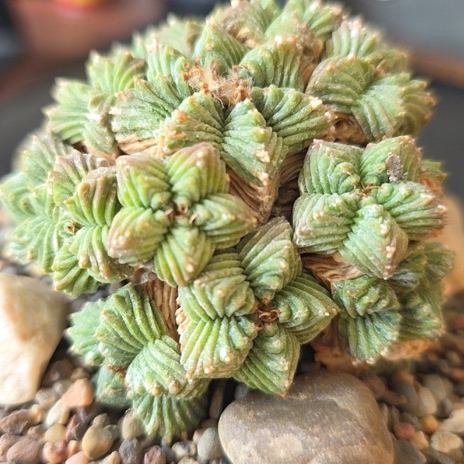 Photo of the plant species Aztec Cactus by @plantdaddychi named Beckham on Greg, the plant care app